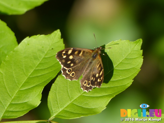 FZ029348 Speckled Wood butterfly (Pararge aegeria)